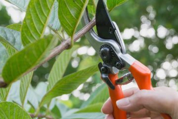 Pruning & Shrub Treatment